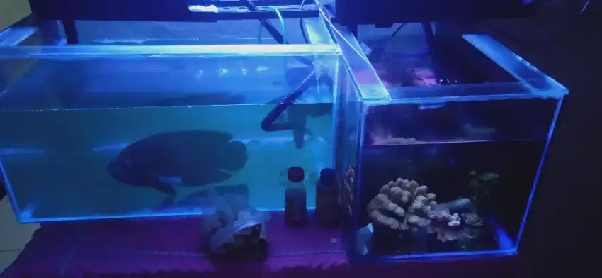 Aquarium fullset