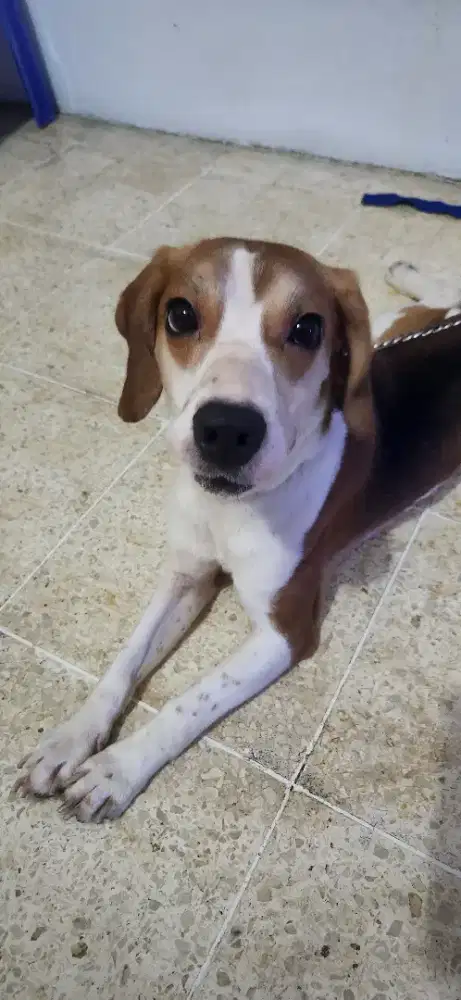 Anjing Beagle Tricolor