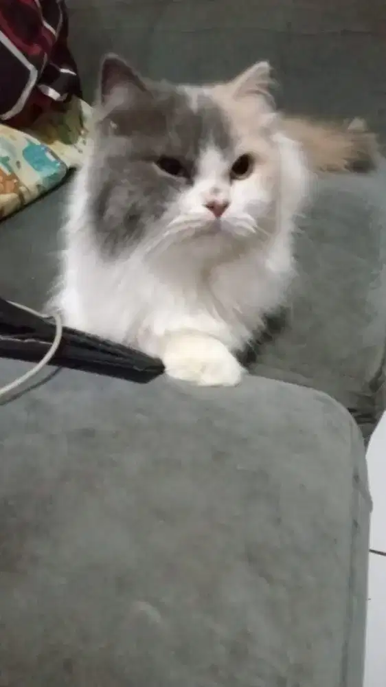Lepas adopsi kucing lucu manja aleman