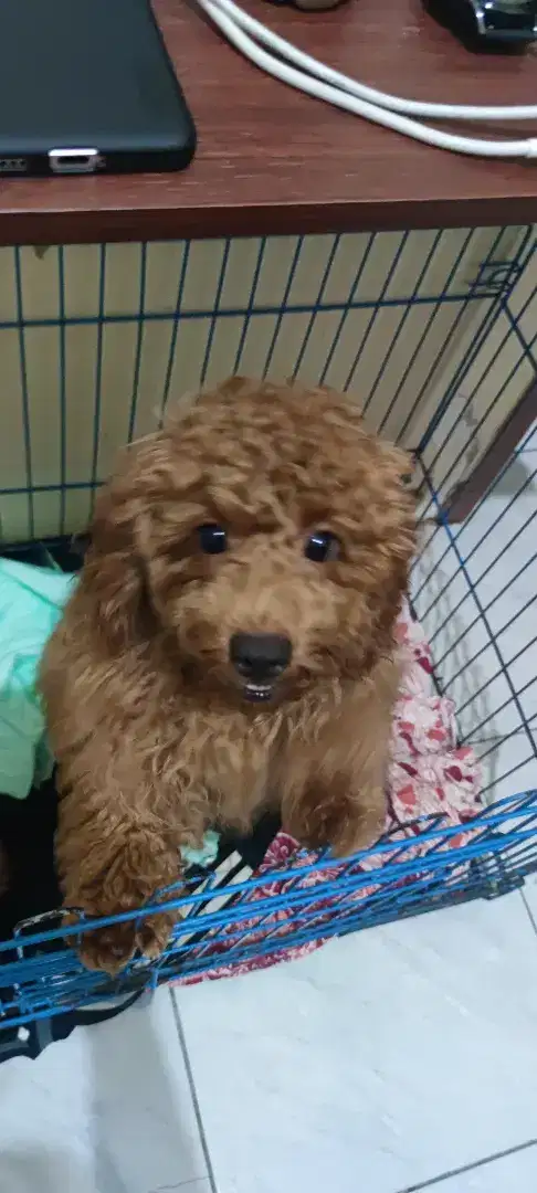 Anjing Poodle Betina