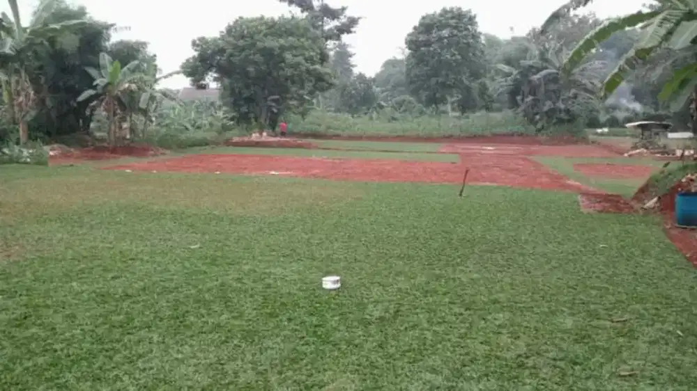 rumput gajah mini hijaw