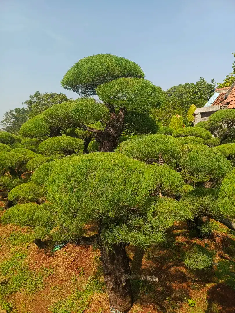 Pohon bonsai cemara udang