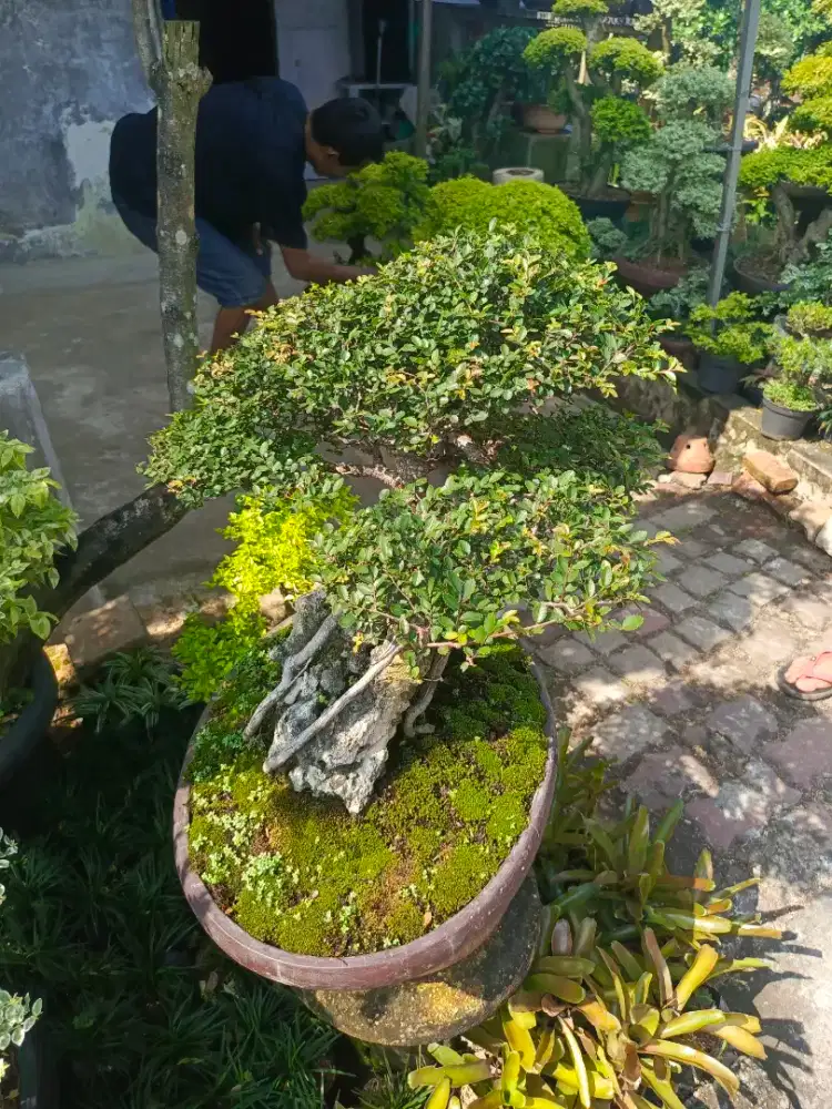 Pohon bonsai humus