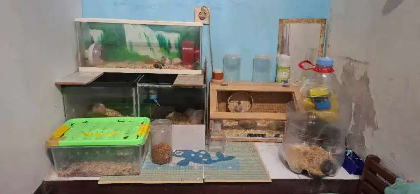 Hamster murah edisi pensiun