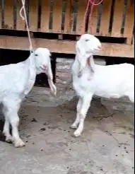 2 pasang anakan kambing etawa senduro 4 bulanan 2 betina 2 jantan puas