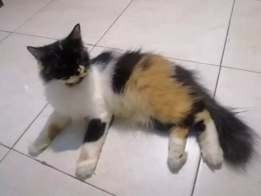 Kucing Persia calico/ 3 warna betina