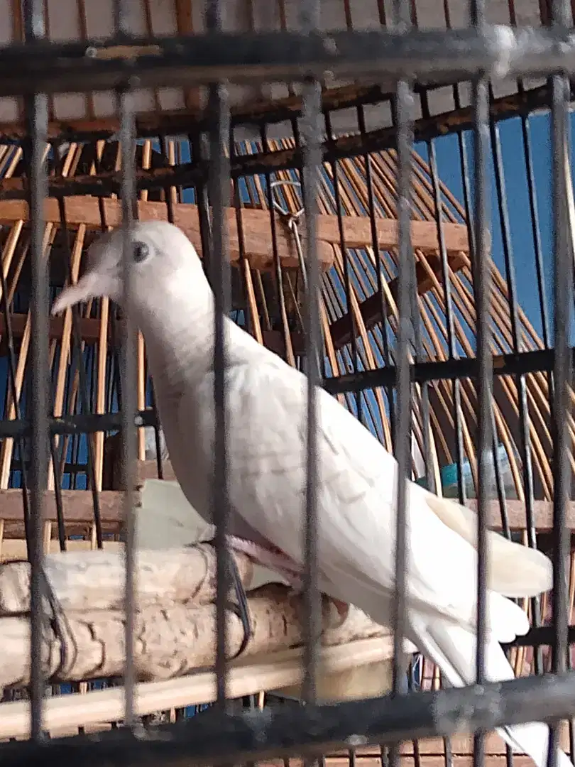 Burung perkutut putih lurik katuranggan singkir sengkolo