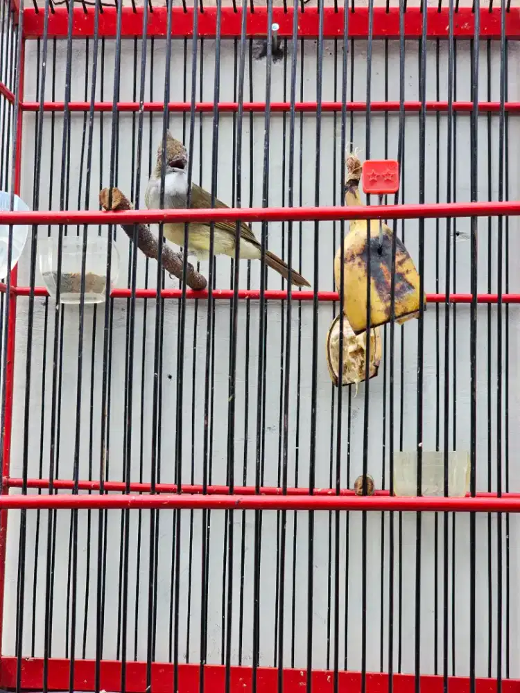 Cucak Jenggot Jawa Gacor Ex Masteran.