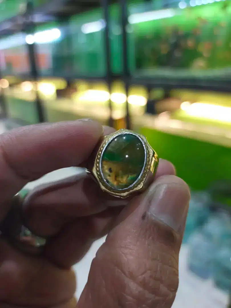 Bacan doko batang coklat 1