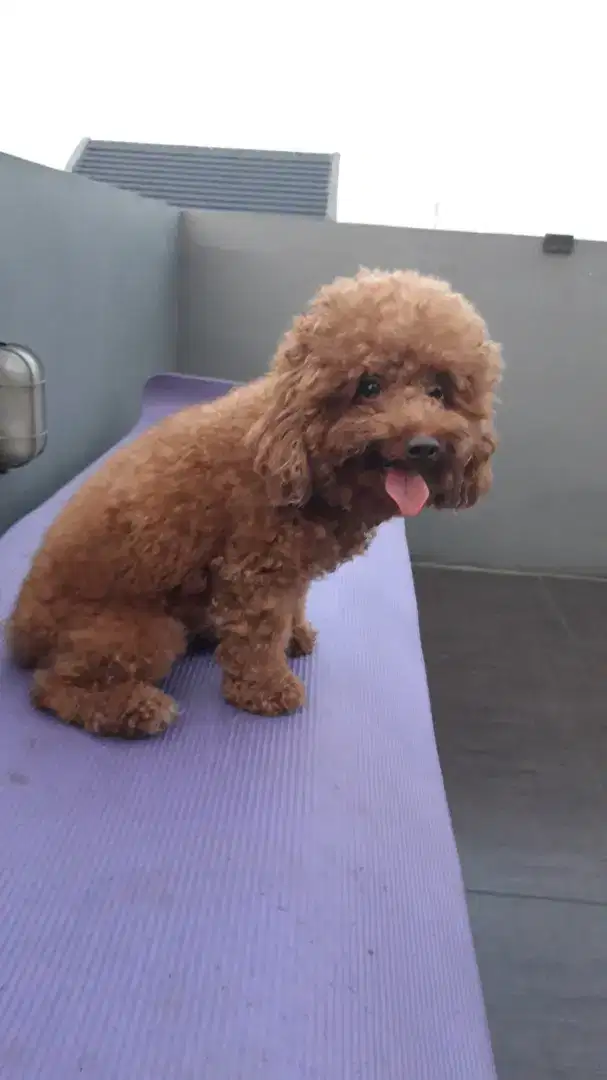 Anjing ras poodle ,tiny red