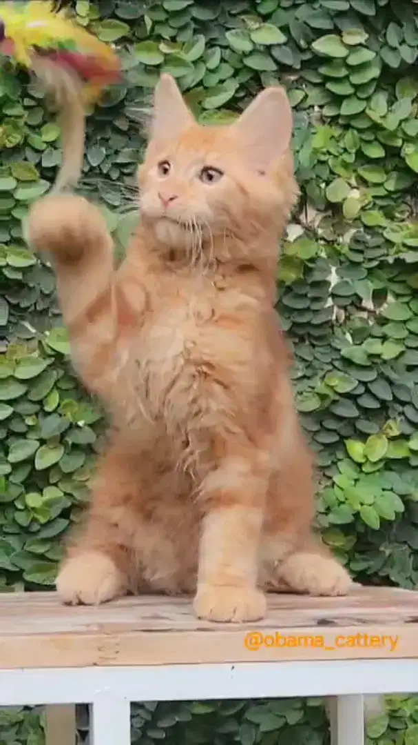 Mainecoon Kitten