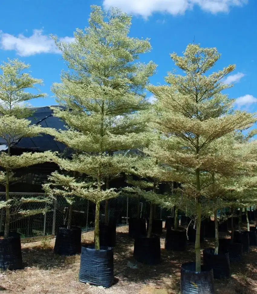 Pohon ketapang kencana variegata tinggi 3-5 meter siap kirim