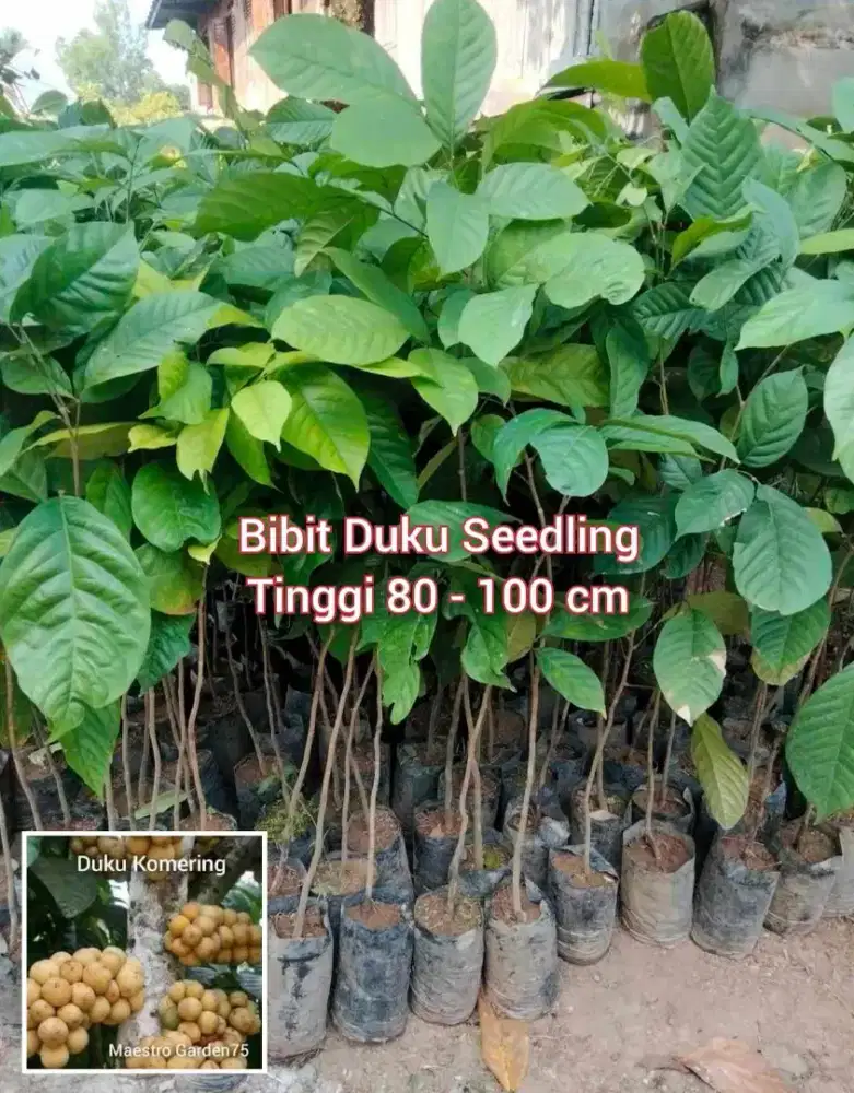 Bibit Duku Komering Seedling Tinggi 1 Meter an