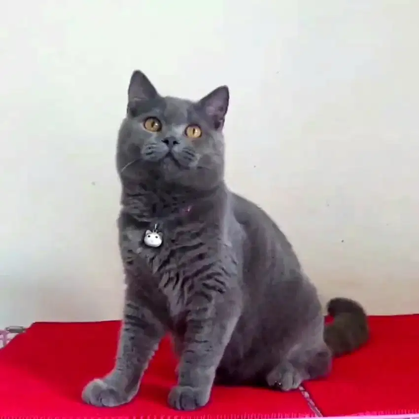 Bsh british shorthair jantan 8bln bapak PED