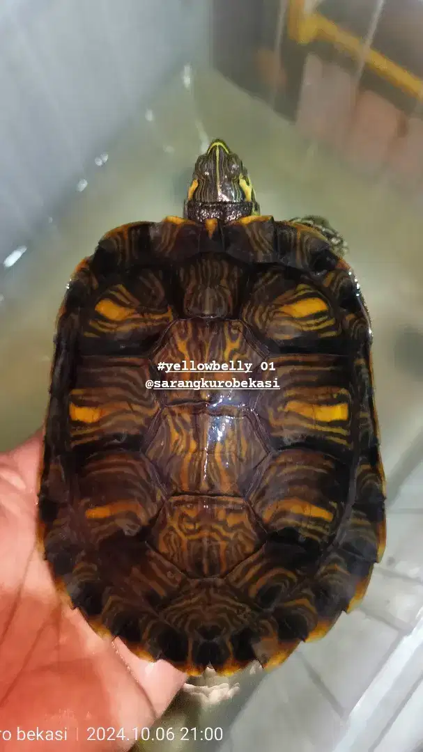 Kura air YB YELLOW BELLIED SLIDER