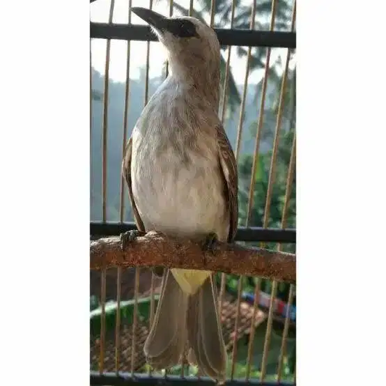 Trucuk ORI hutan Jatim