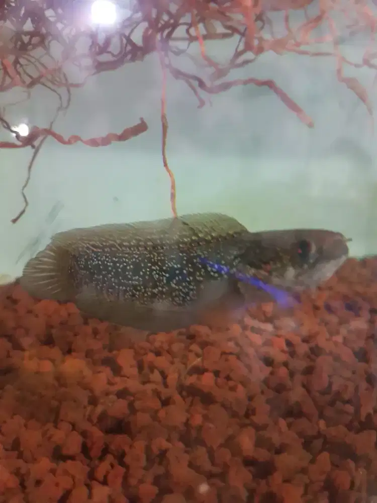 Asiatika RSP Kalimaya size 10 12 cm