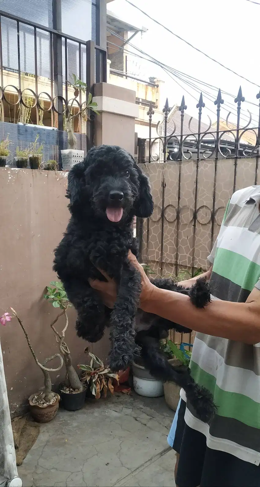 Poodle jantan hitam