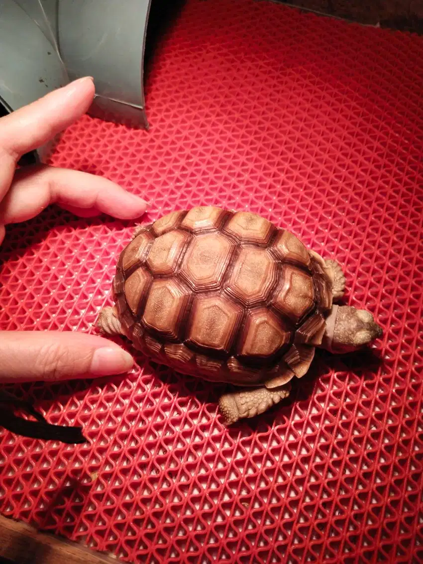 Sulcata terawat