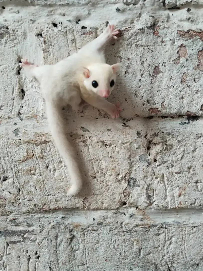 Sugar Glider Platinum Mozaik Soft
