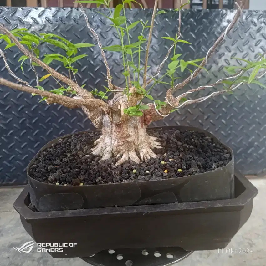 anting putri / bonsai anting putri / bomsai anput