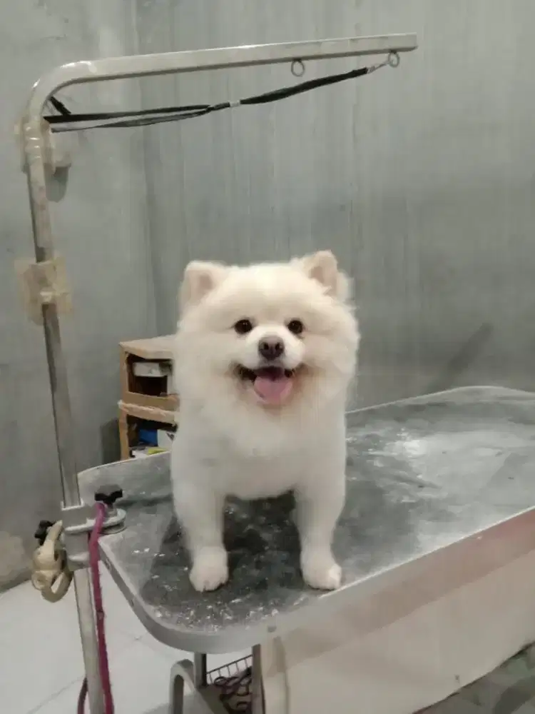 grooming anjing dan kucing panggilan kerumah