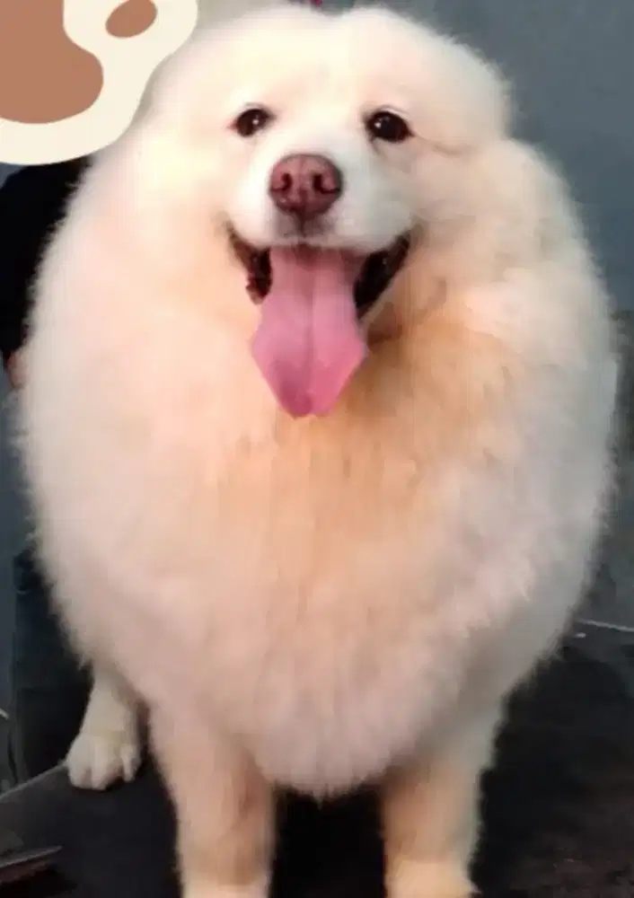 grooming anjing dan kucing panggilan kerumah house call