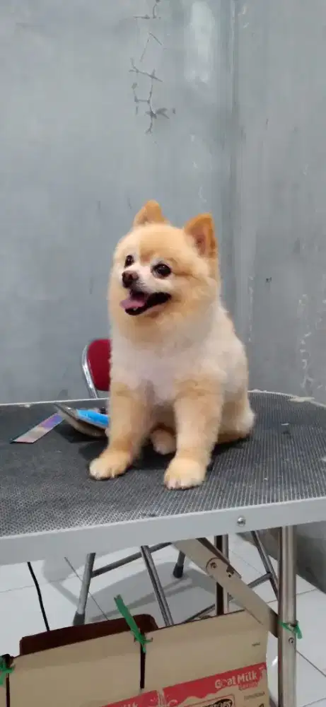 grooming anjing dan kucing panggilan kerumah house call