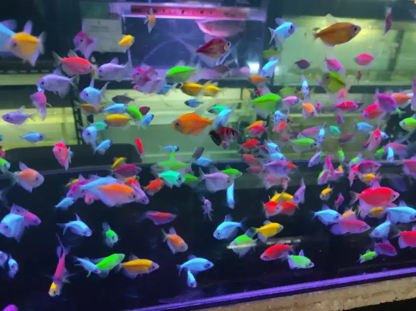 Ikan hias air tawar Glofish Tetra Glow in the dark