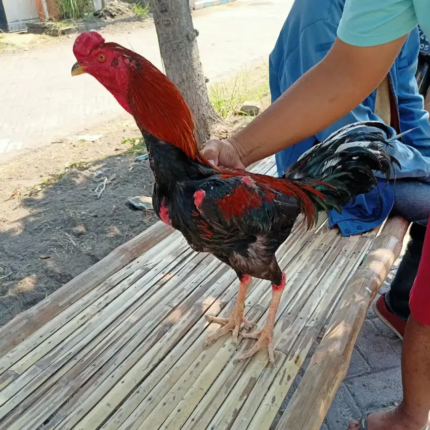 Ayam Bangkok 2D(pakhoy x khoyngon)RJF