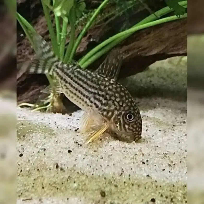 Ikan hias aquascape Corydoras Sterbai / pembersih sisa pakan