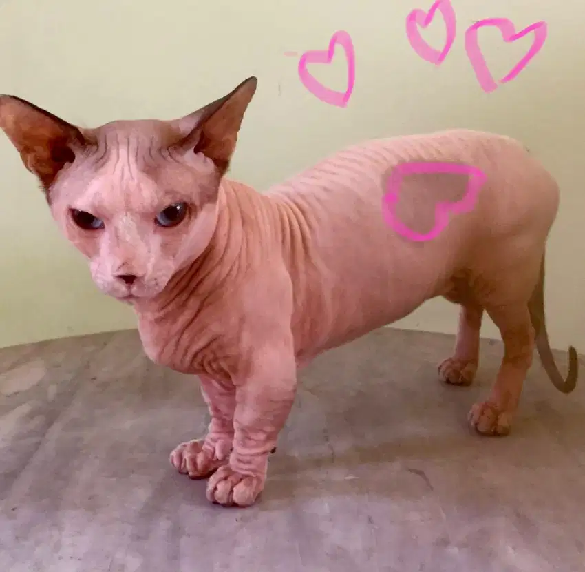 Kucing sphynx bambino jantan