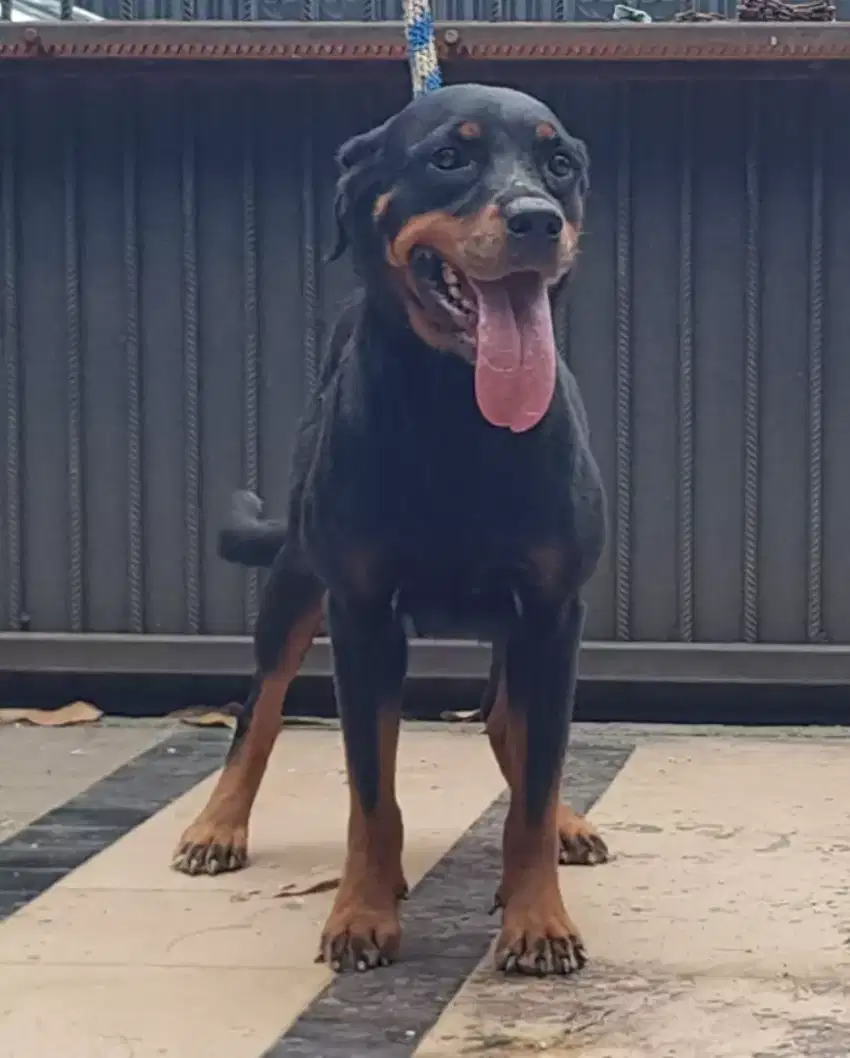 Rottweiler Betina STB