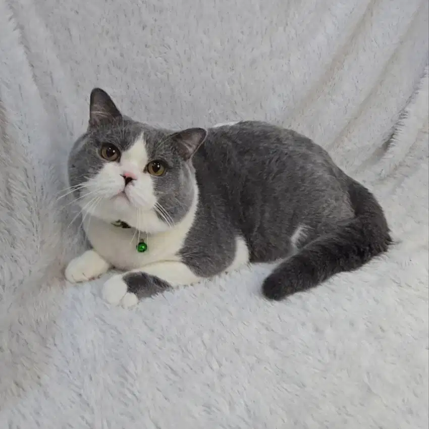 Kucing BSH British Shorthair Jantan Black