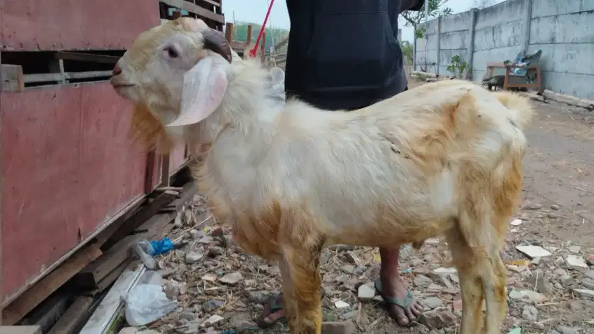 Kambing aqiqah murah.