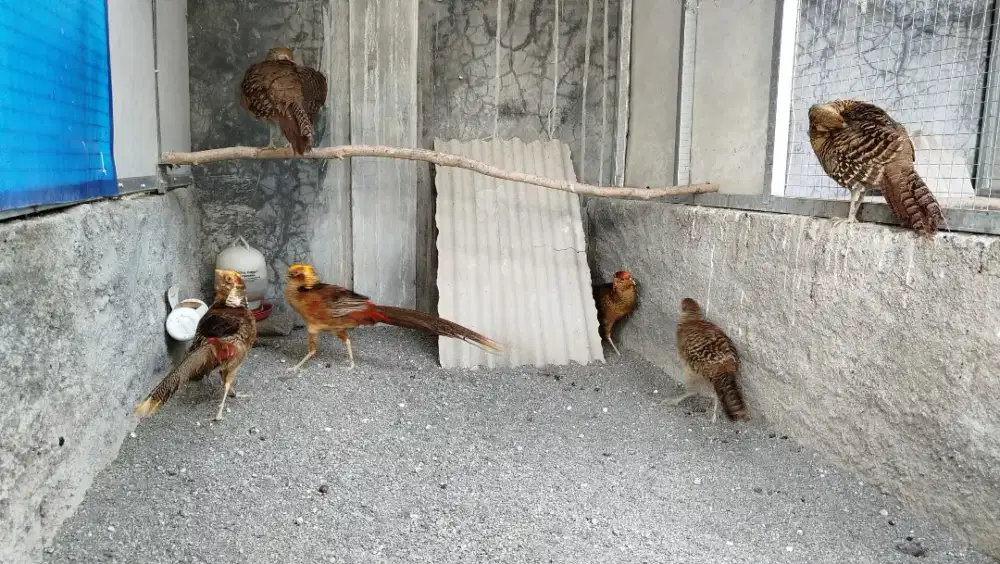 GOLDEN PHEASANT REMAJA MUTASI SEBAGIAN