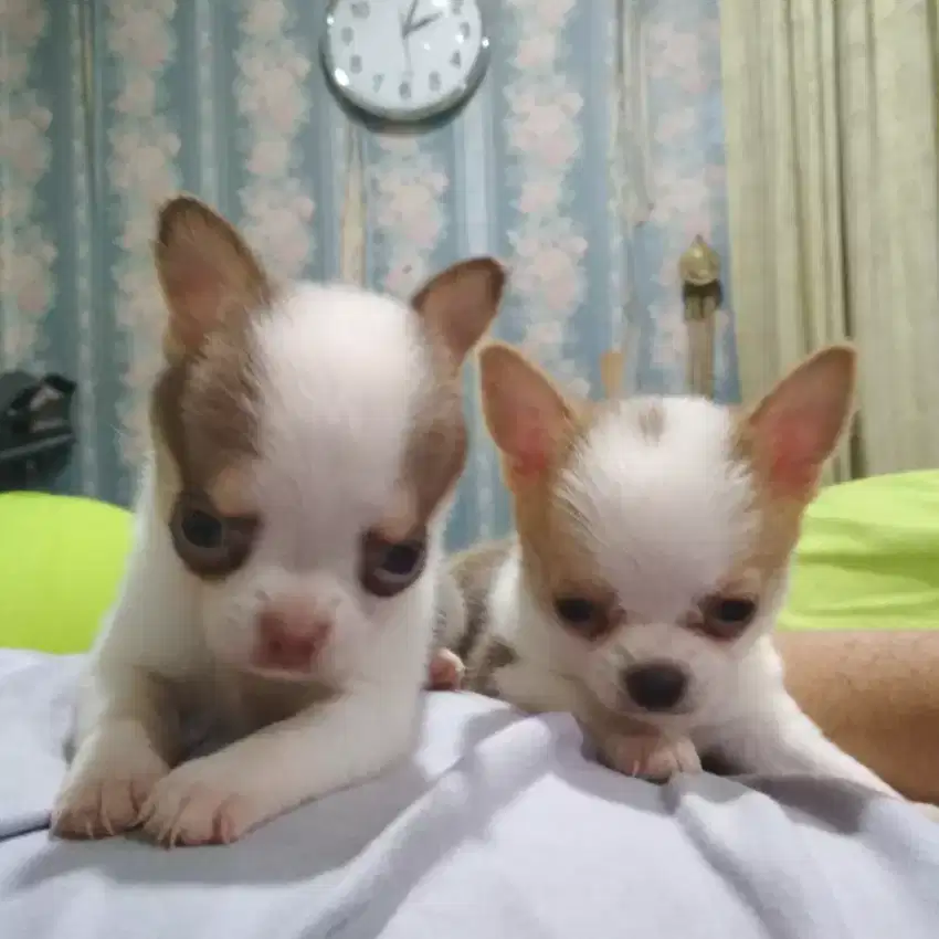 Chihuahua anjing penurut