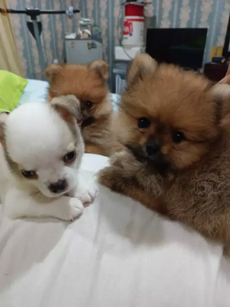 Chihuahua penurut majikannya