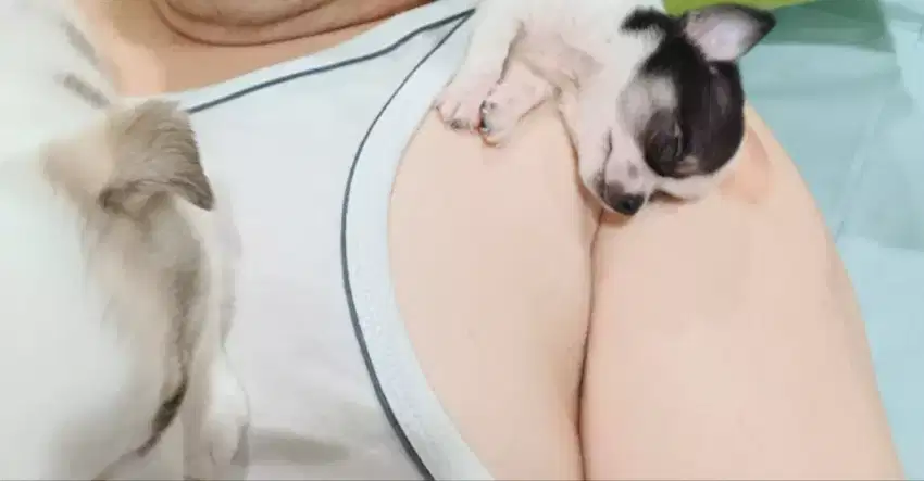 Anjing Chihuahua