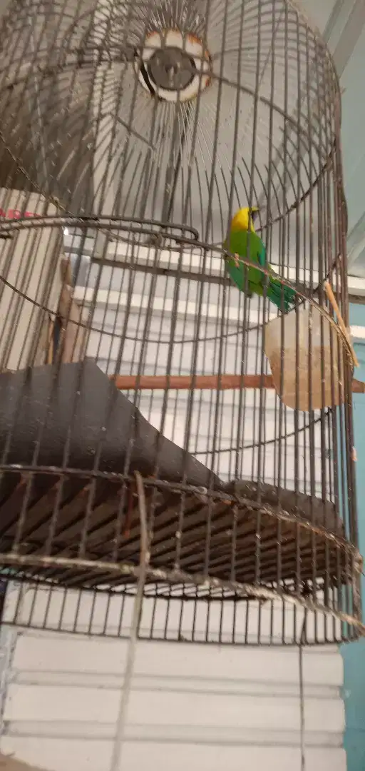 Jual cepat burung  sedang sdh bunyi