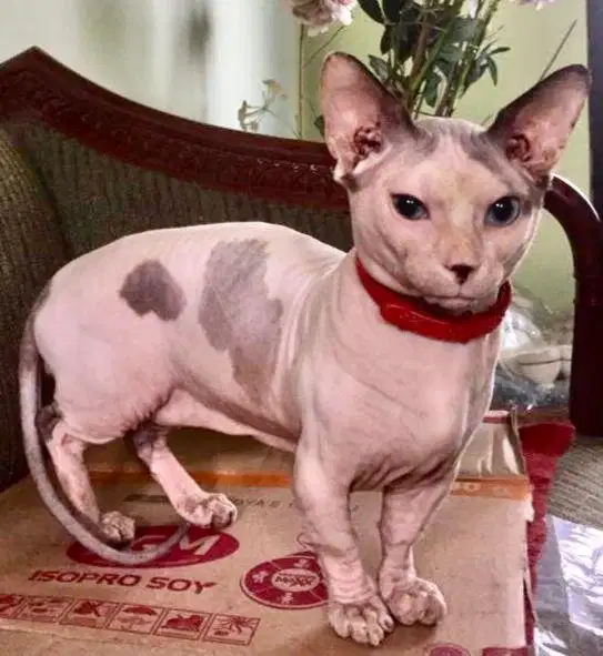 Kucing sphynx bambino jantan