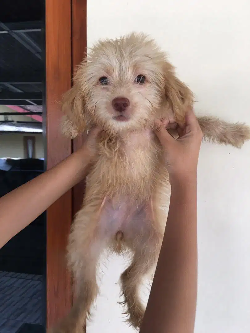 Anak Anjing Mix Poodle 100%