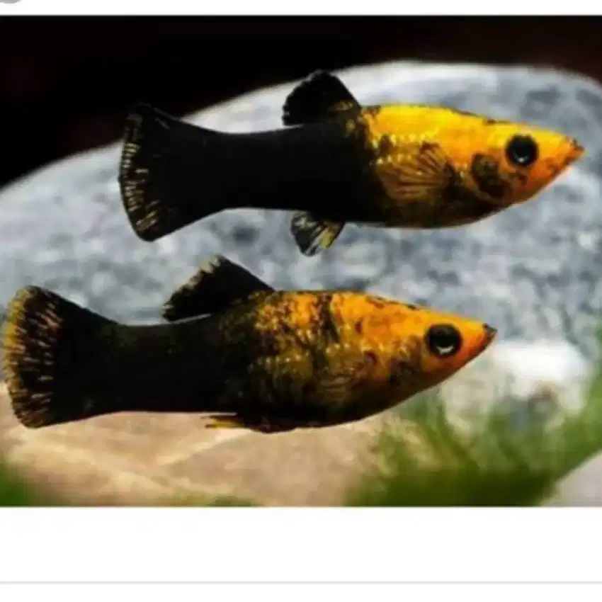 Dijual ikan platy golden black sepasang