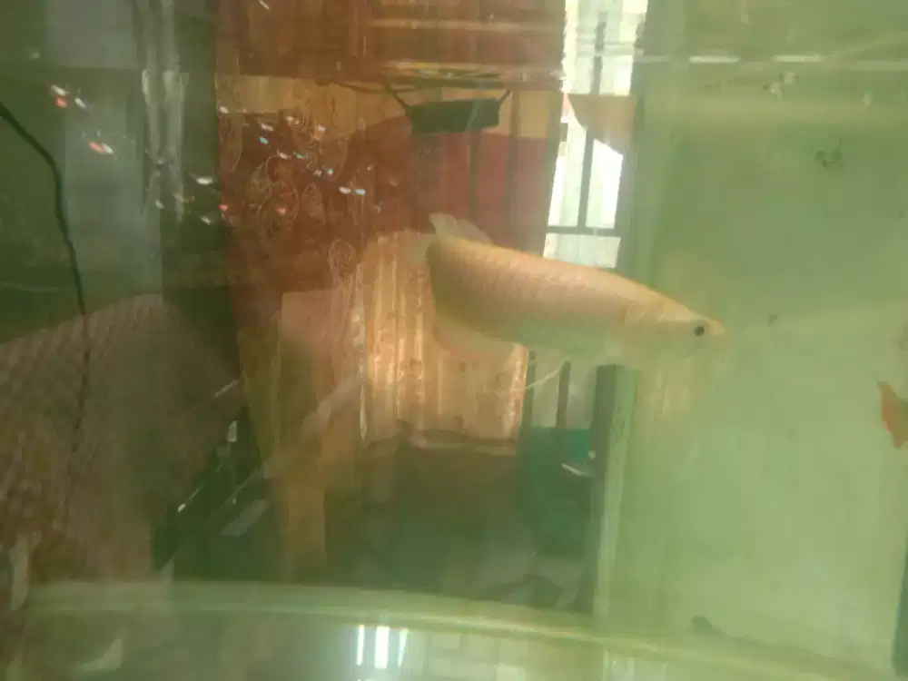 Ikan hias Arwana albino cakep size -+15cm