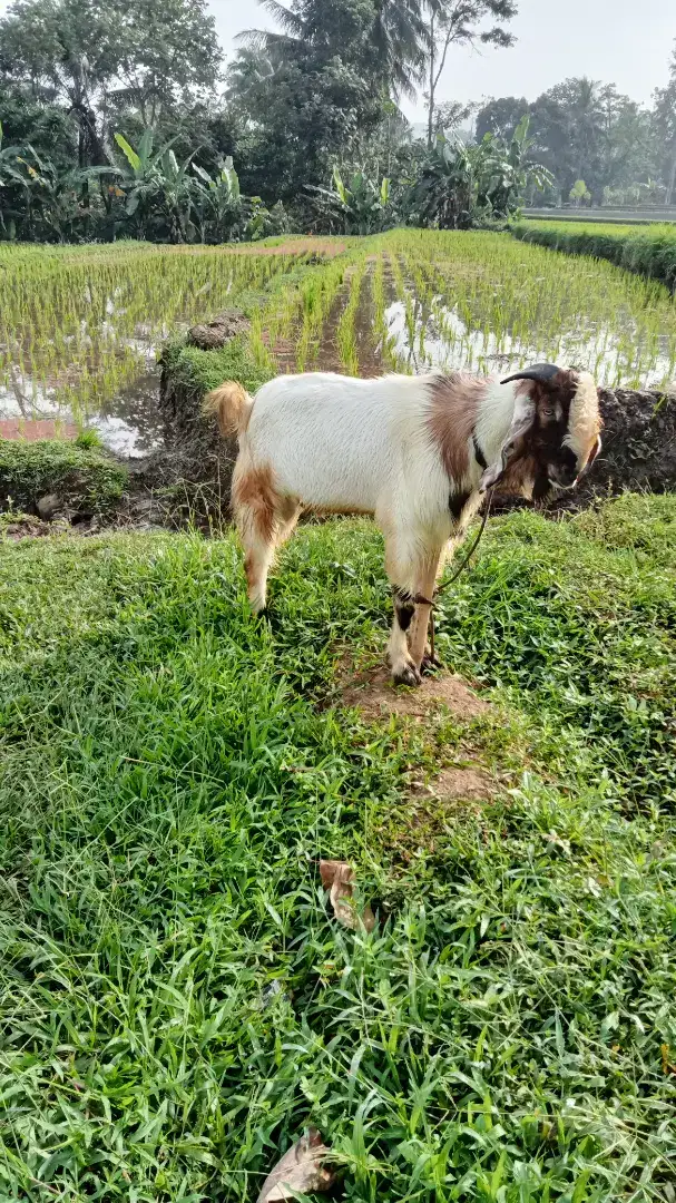 Kambing jantan untuk aqiqoh