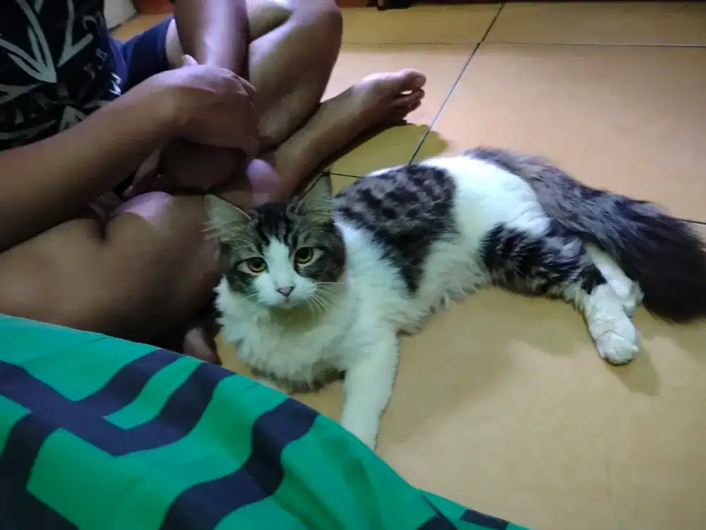 Jantan Persia 10bulan sudah mulai birahi