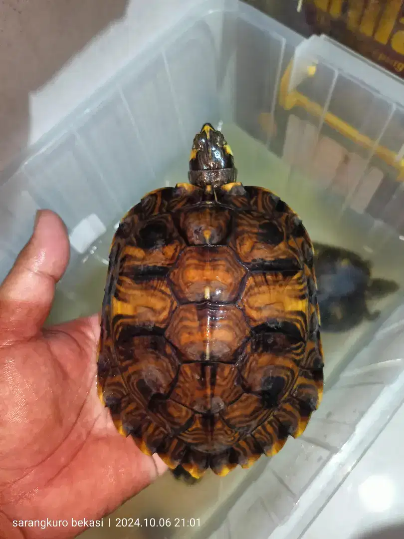 Kura air yellow bellied turtles