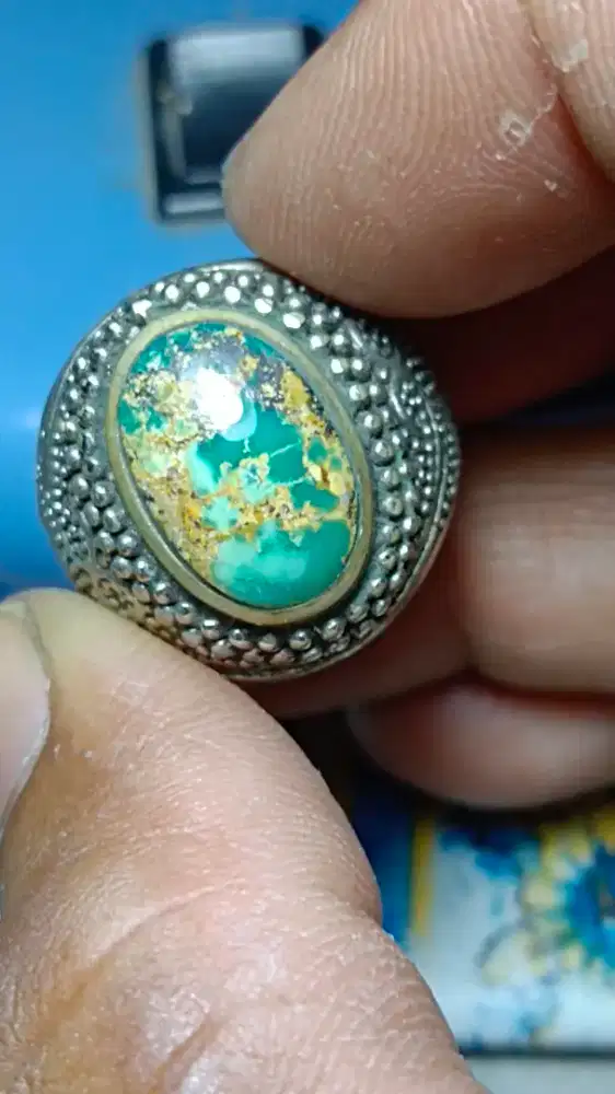 Phirus persia dua warna