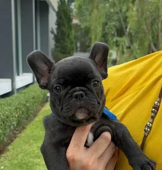 French Bulldog - Pedigree Berkualitas, Teman Setia Temani Hari-Harimu!