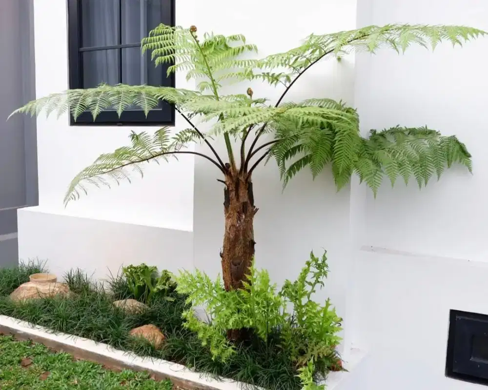 Tanaman hias pakis monyet - pohon pakis monyet